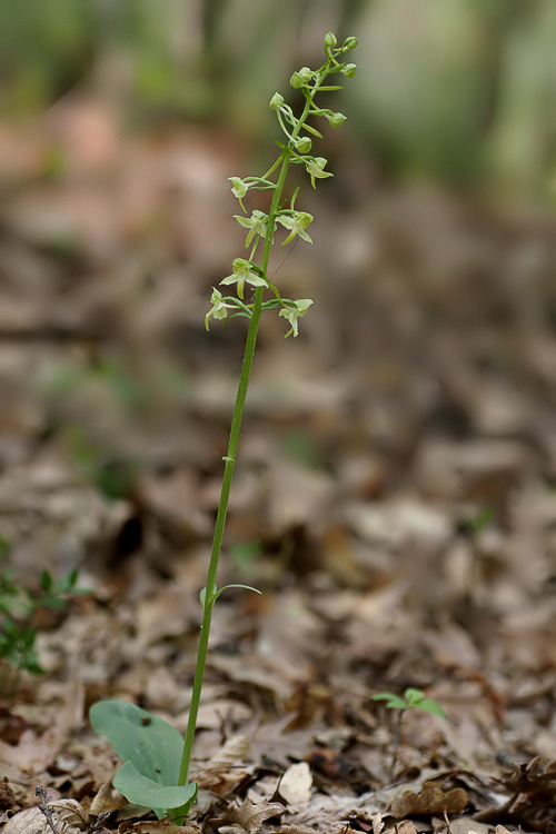 Orchidee del Chianti 2009